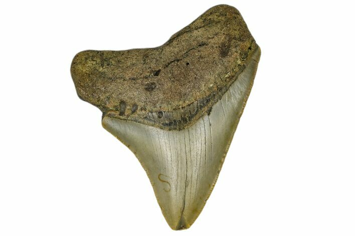 Juvenile Megalodon Tooth - North Carolina #172649